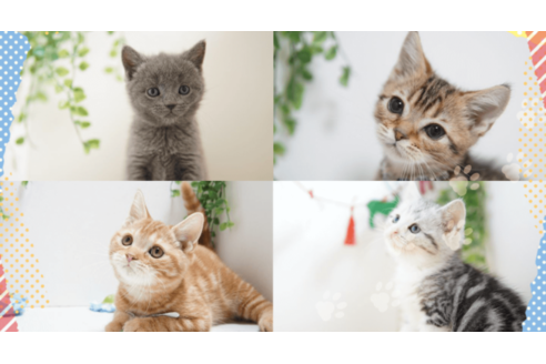 杉山壽ブリーダー|子猫ブリーダーナビ 杉山壽ブリーダー|子猫ブリーダーナビ
